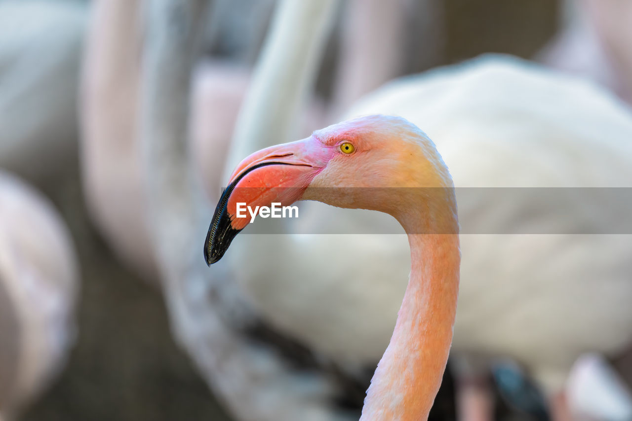 CLOSE-UP OF A PARROT