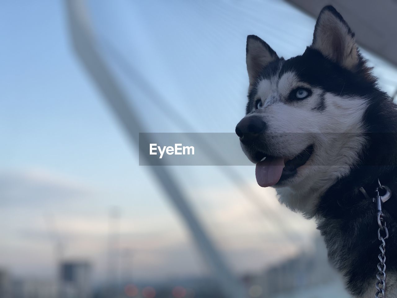 CLOSE-UP OF A DOG LOOKING AWAY OUTDOORS