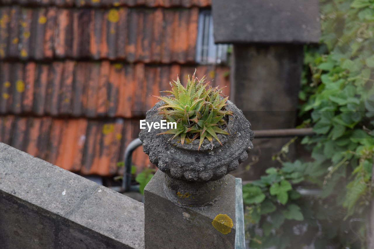 CLOSE-UP OF POTTED PLANT AGAINST WALL