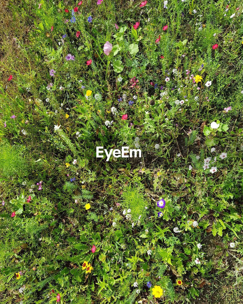 FLOWERS BLOOMING IN FIELD