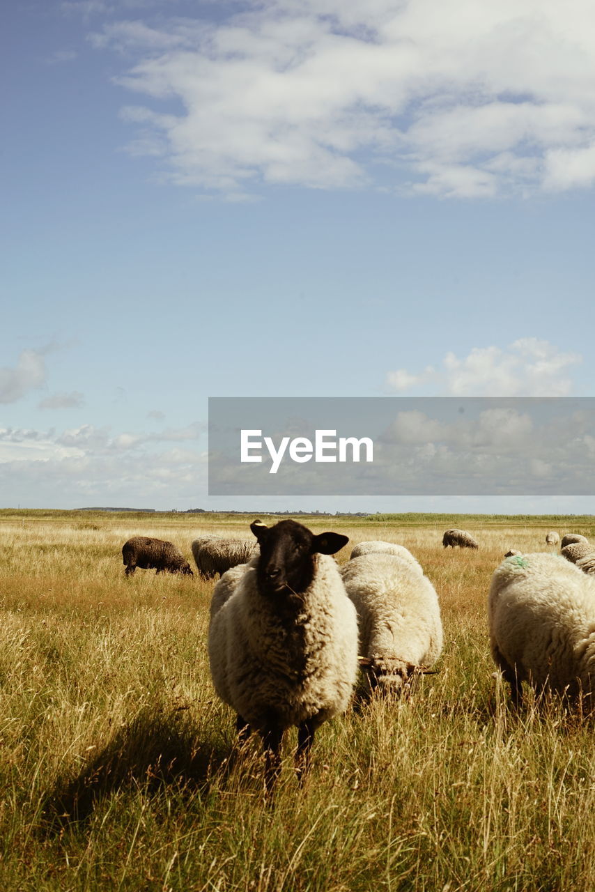 Sheep grazing on field in summer