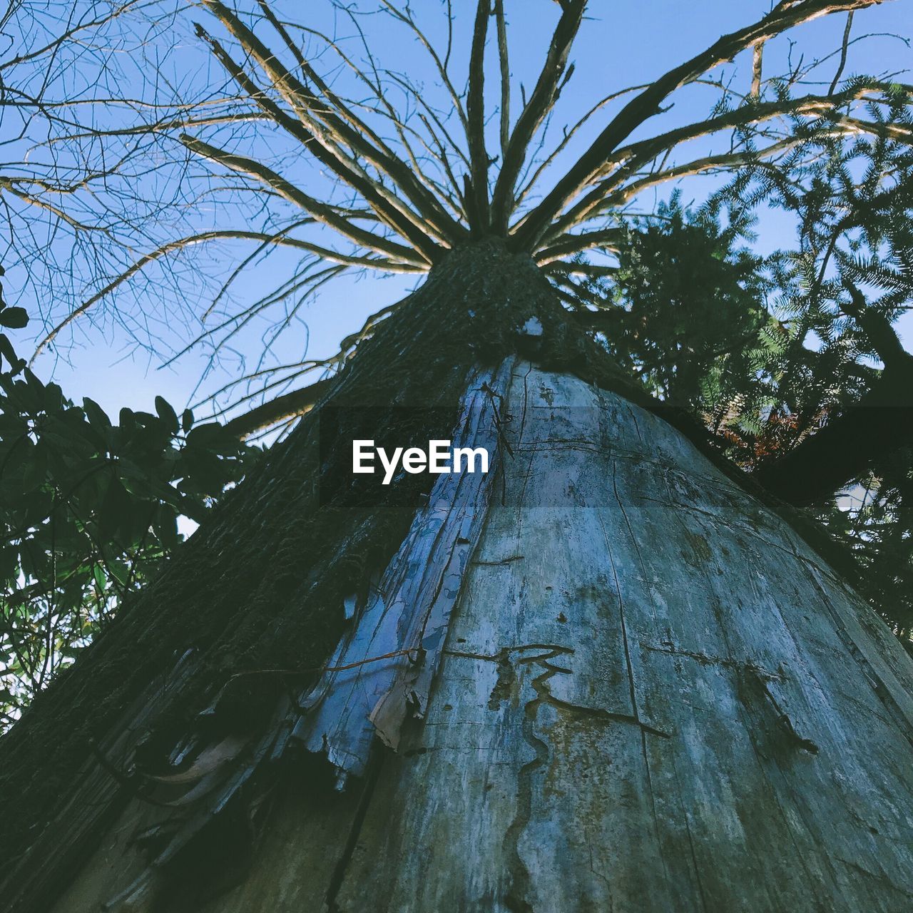 CLOSE-UP OF TREE AGAINST SKY