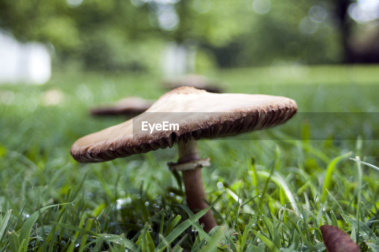 Close-up of wild mushrooms growing on grassy field