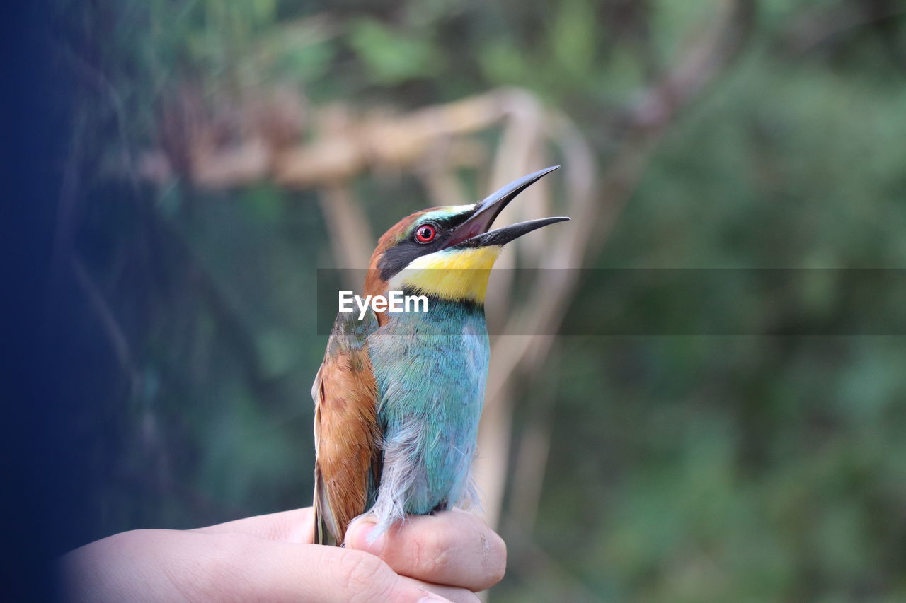 Close-up of bird perching on hand