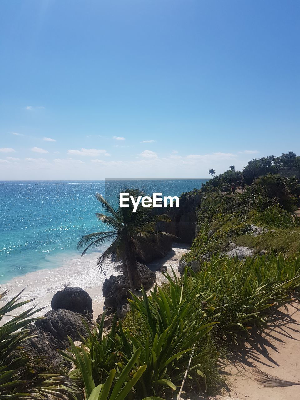 PALM TREES BY SEA AGAINST CLEAR BLUE SKY