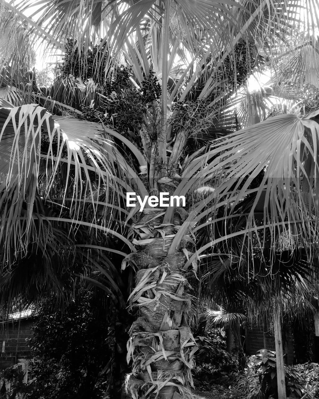 CLOSE-UP OF PALM TREES IN FARM