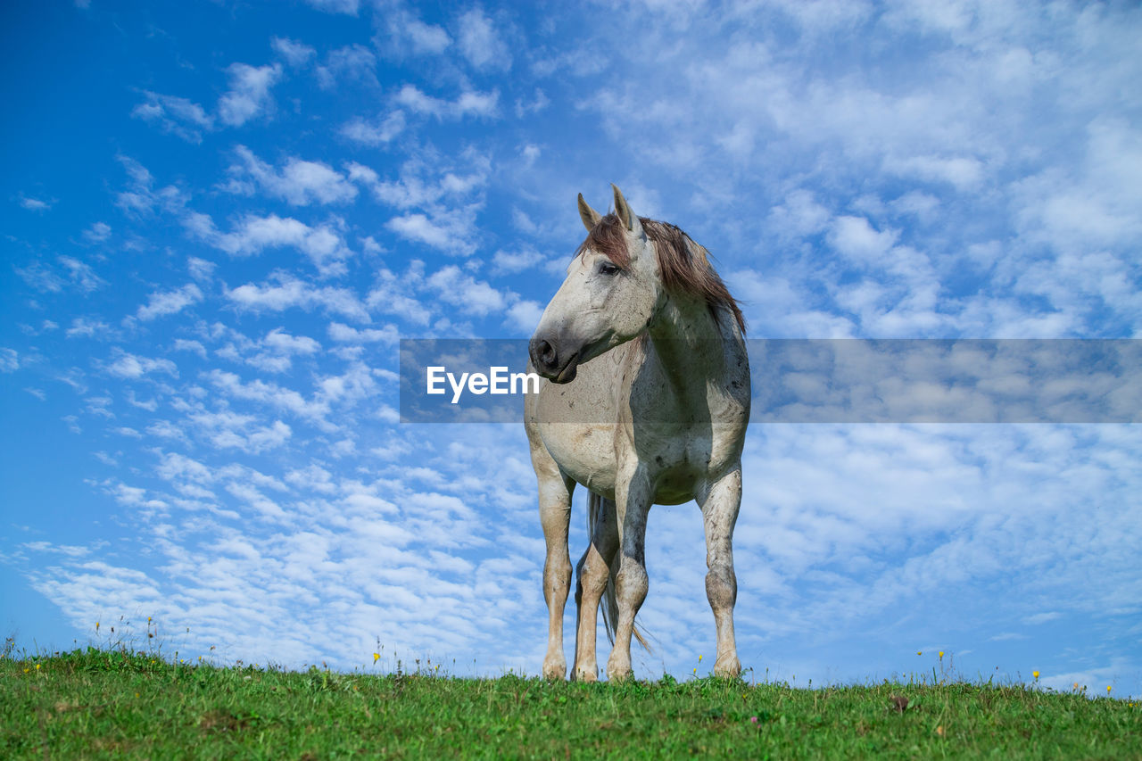 Beautiful white horse on a background of blue sky with white clouds