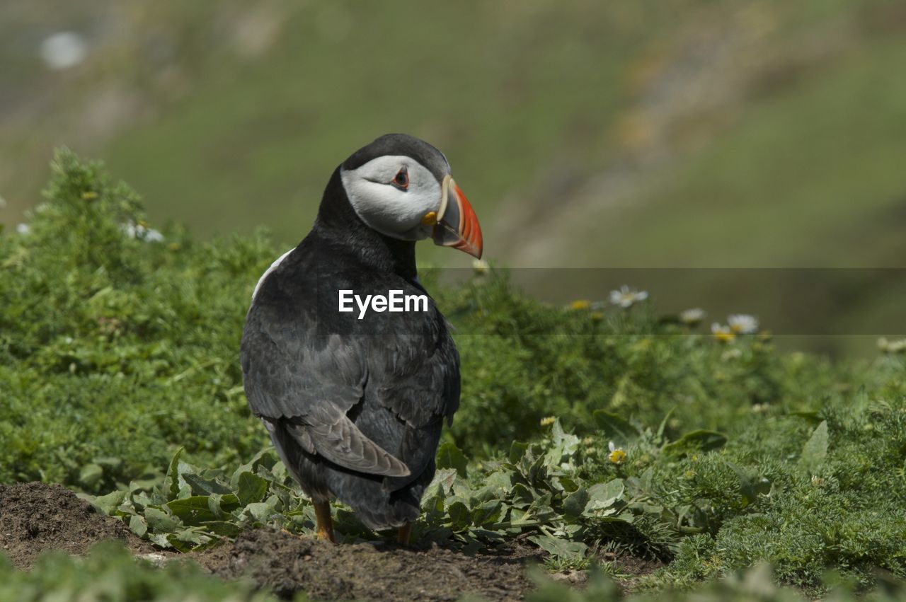 CLOSE-UP OF A BIRD ON ROCK