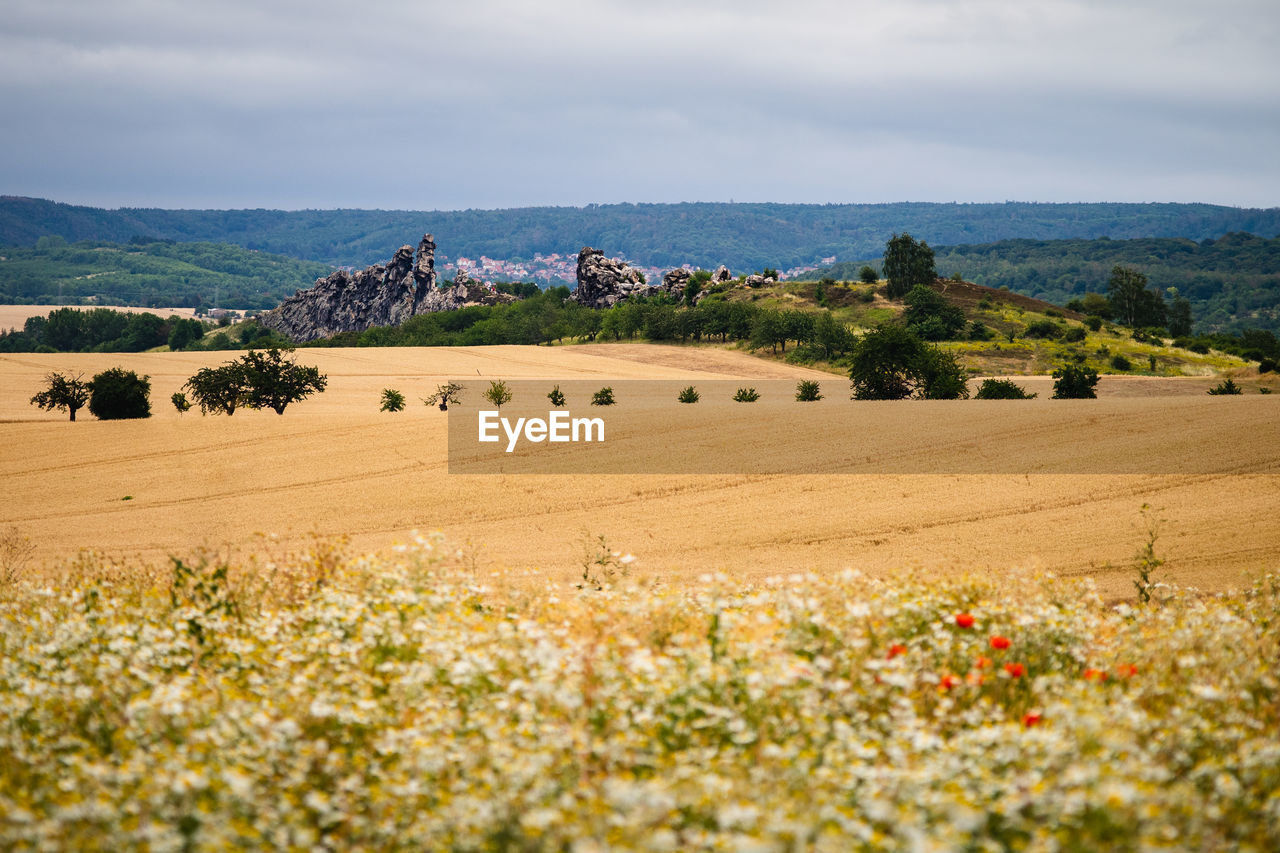 Scenic view of field against sky