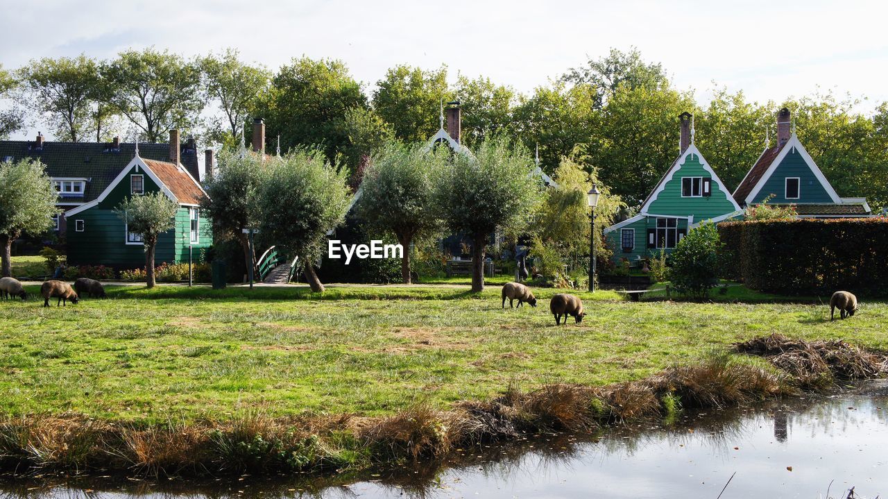 COWS GRAZING ON FIELD AGAINST TREES