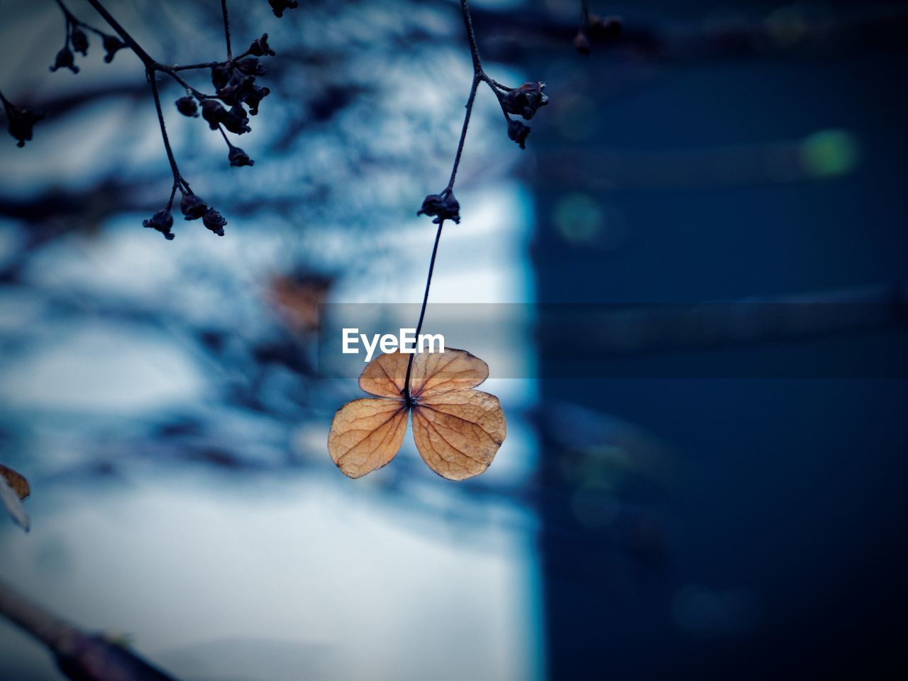 CLOSE-UP OF BUTTERFLY HANGING ON CLOTHESLINE