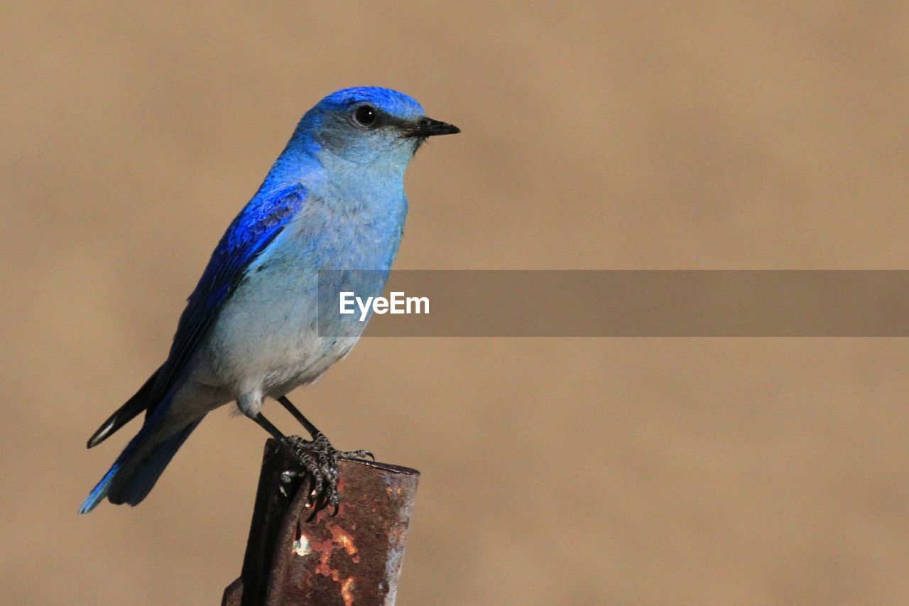 SIDE VIEW OF BIRD PERCHING ON WOODEN POST