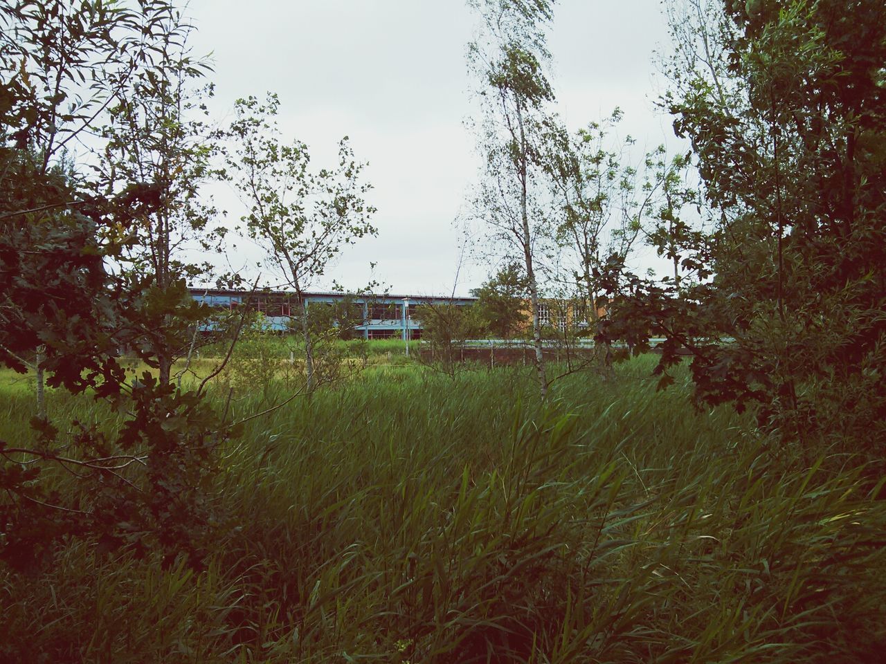 Tranquil view of grassy field