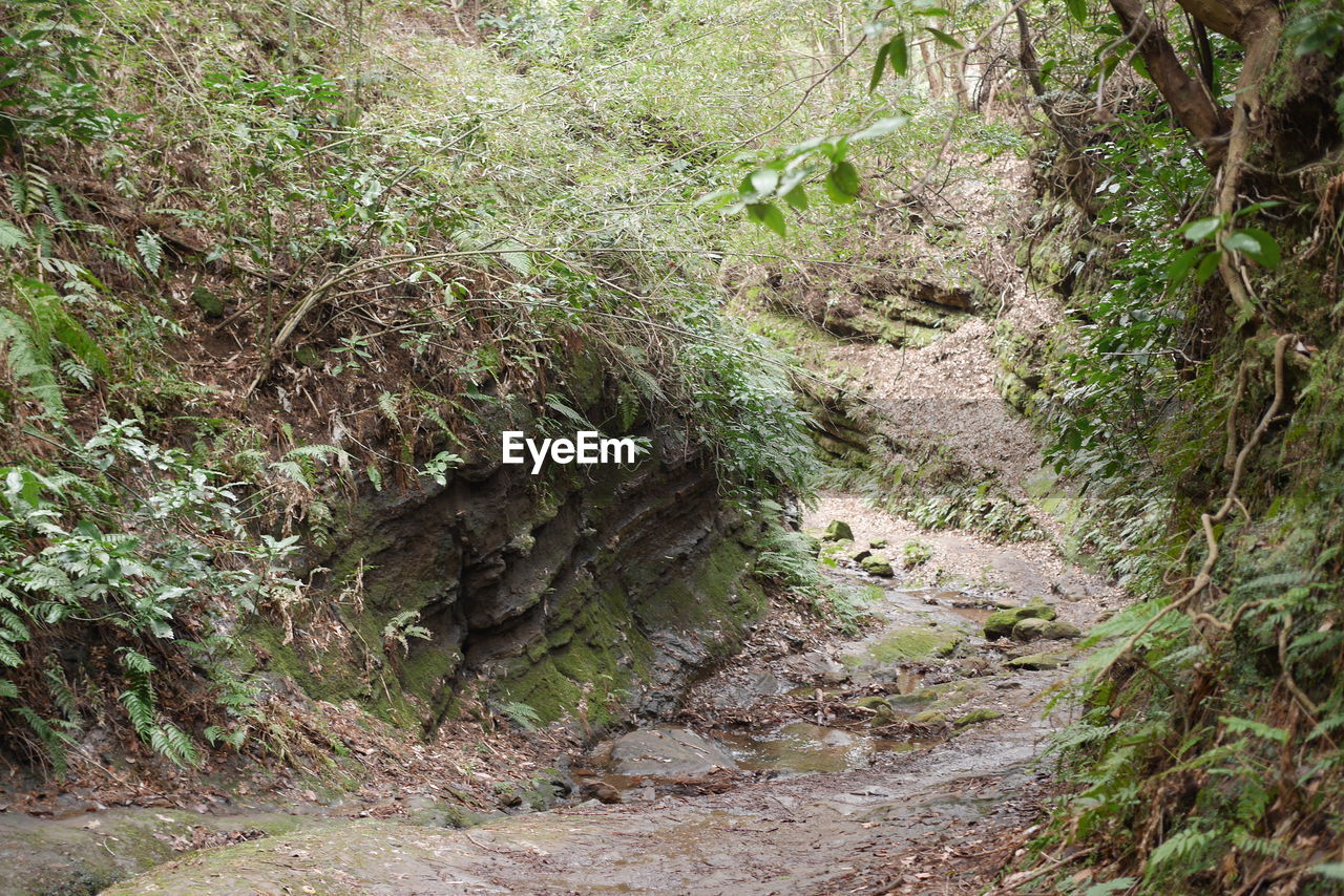 HIGH ANGLE VIEW OF TREES GROWING ON ROCK