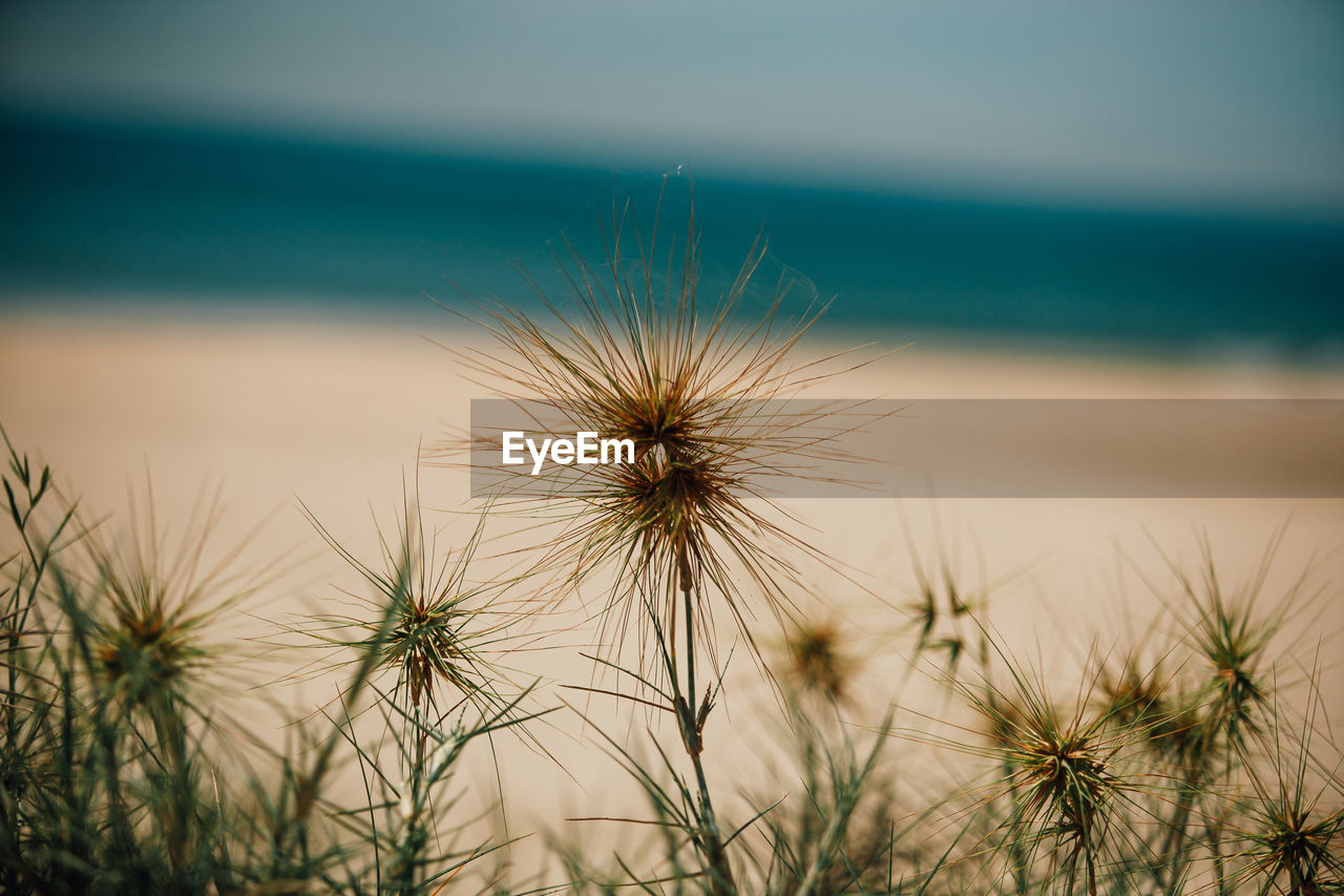 Close-up of plants growing at beach against sky