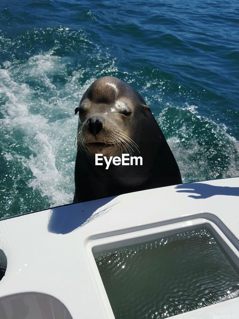 High angle view of sea lion by boat at lake