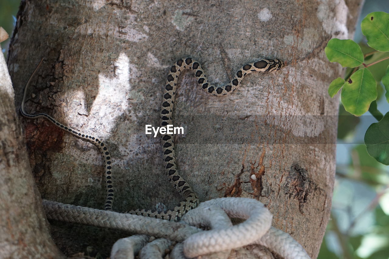 Close-up of snake on tree trunk 