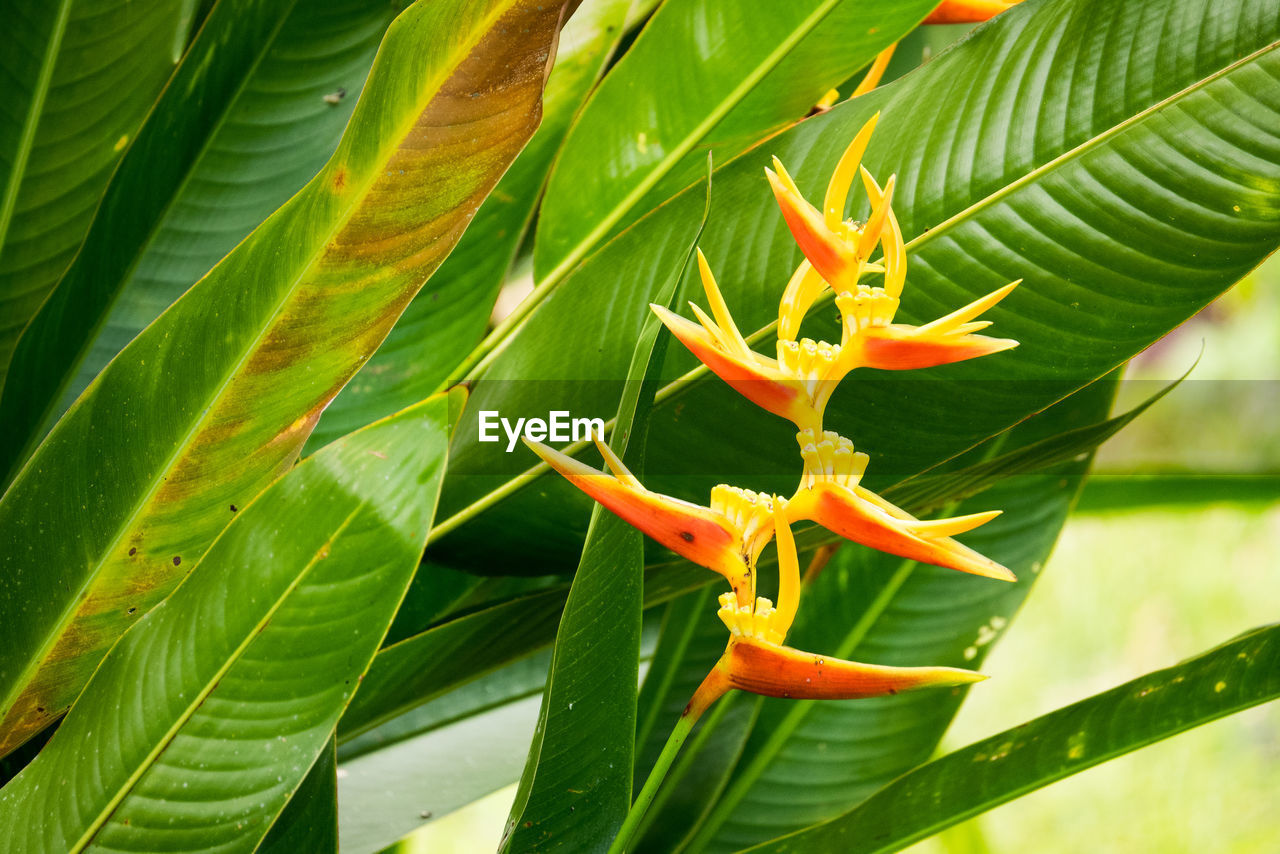 CLOSE-UP OF PLANT GROWING OUTDOORS