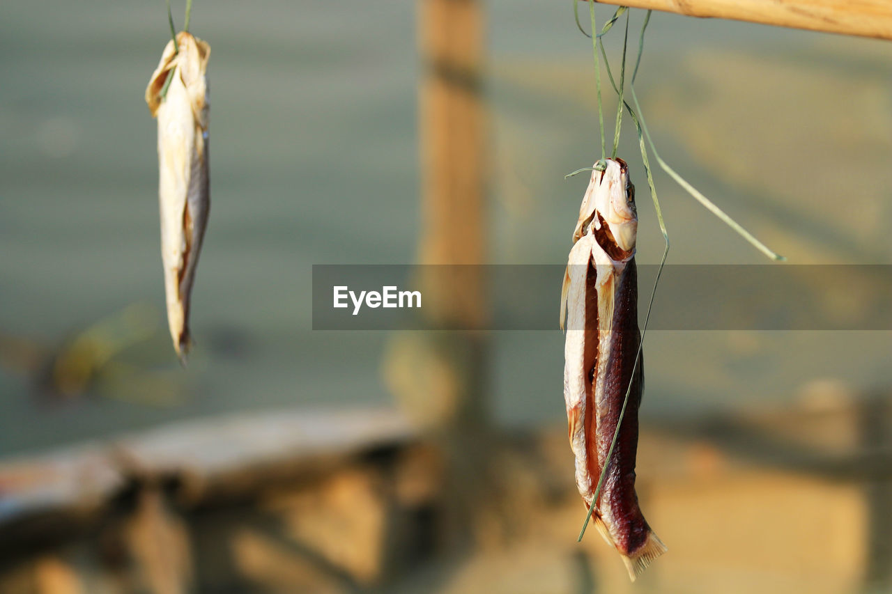 Close-up of fish hanging on wood