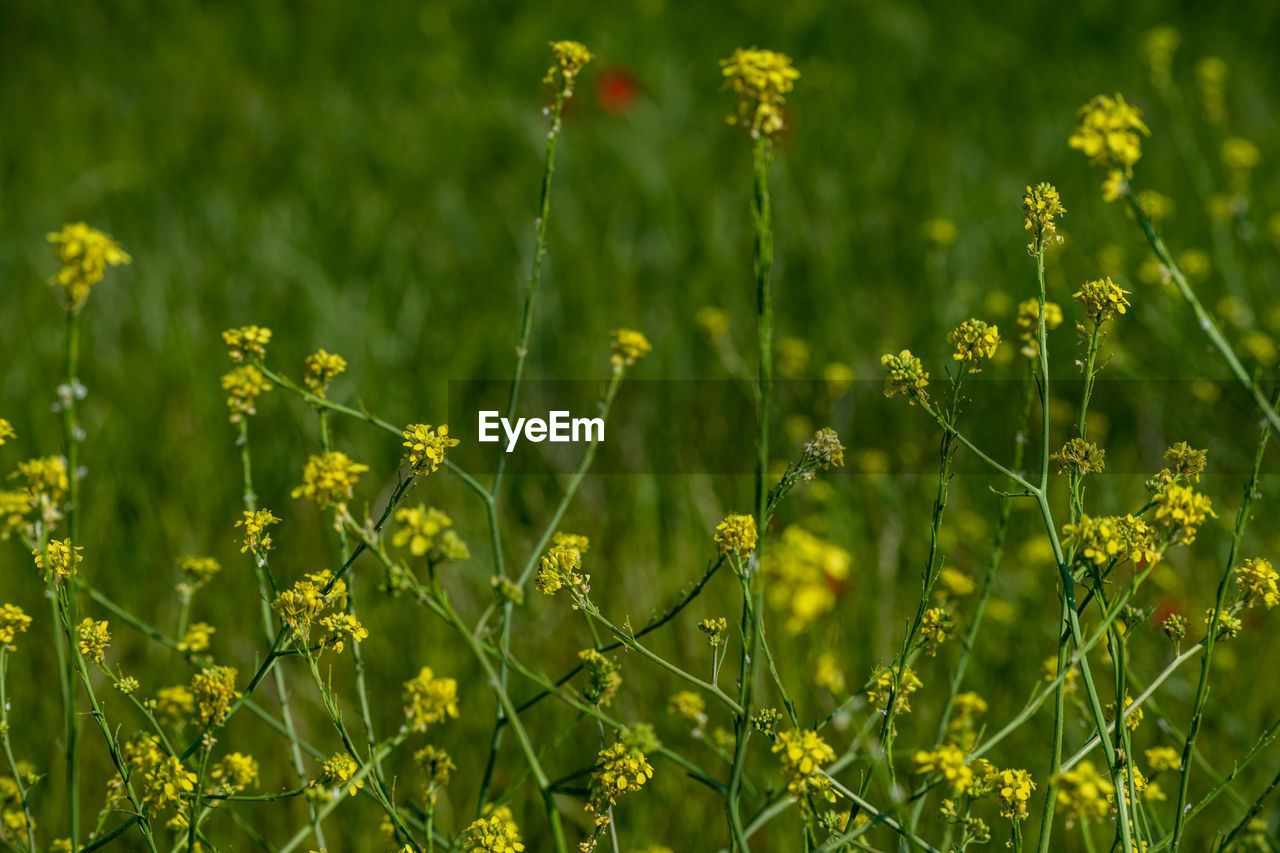 plant, grassland, flower, prairie, field, beauty in nature, flowering plant, meadow, land, growth, freshness, nature, green, grass, yellow, natural environment, rapeseed, landscape, no people, environment, rural scene, springtime, agriculture, fragility, pasture, summer, outdoors, close-up, tranquility, scenics - nature, day, plain, sunlight, backgrounds, wildflower, crop, focus on foreground, vibrant color, canola, non-urban scene, lawn, food and drink, farm, mustard, selective focus, blossom, food