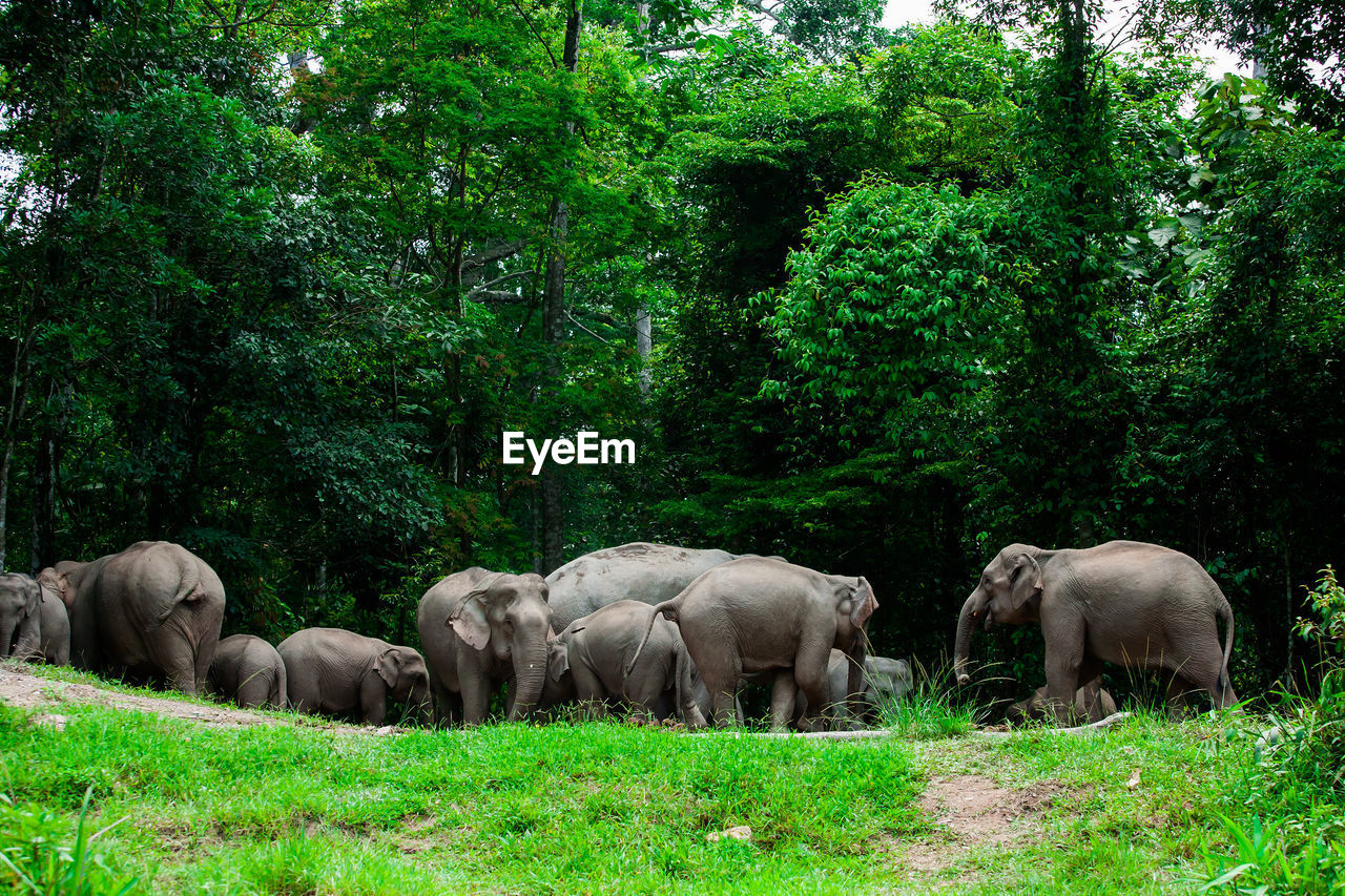 VIEW OF ELEPHANT IN A FOREST