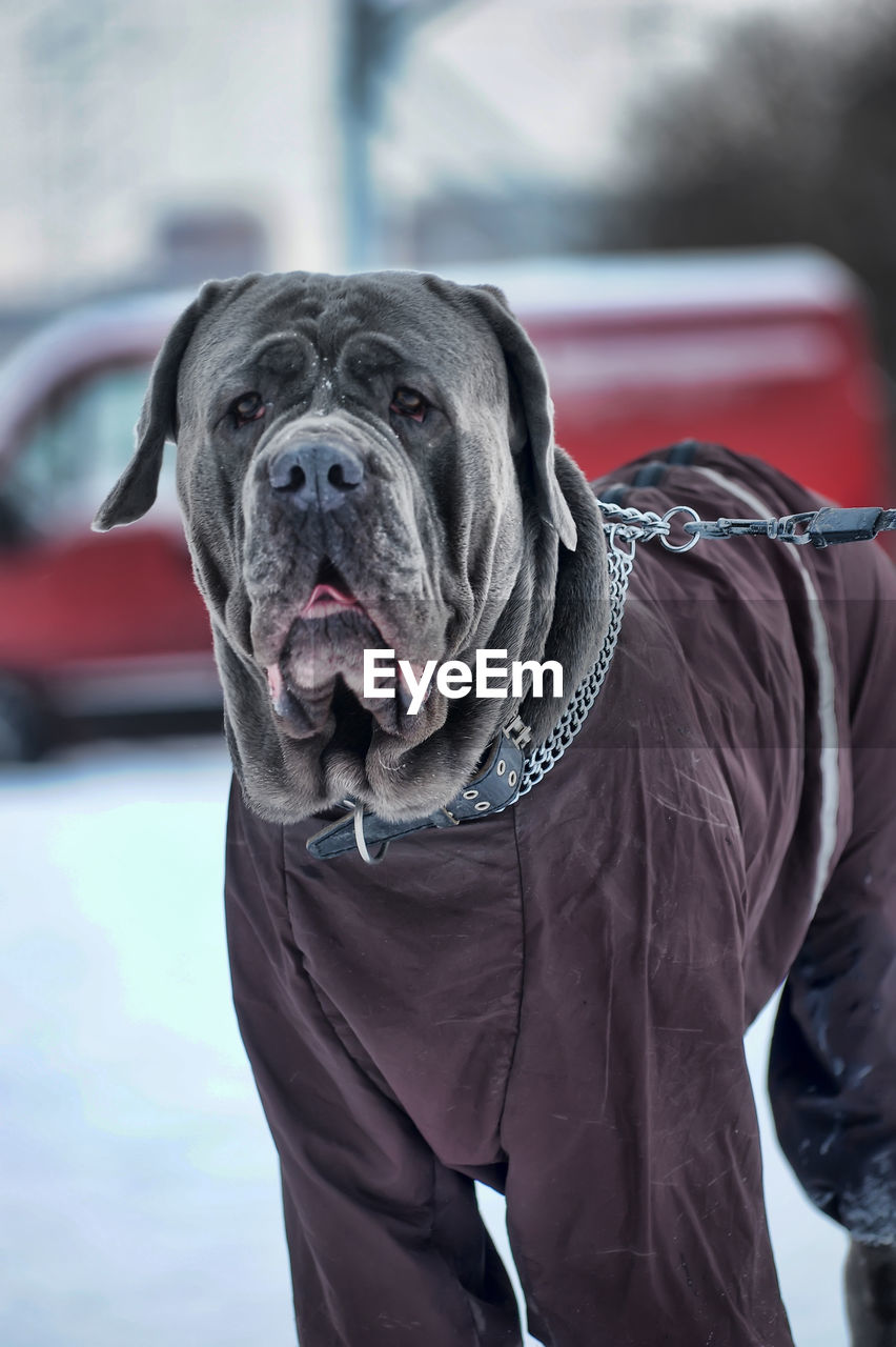 Close-up portrait of dog outdoors