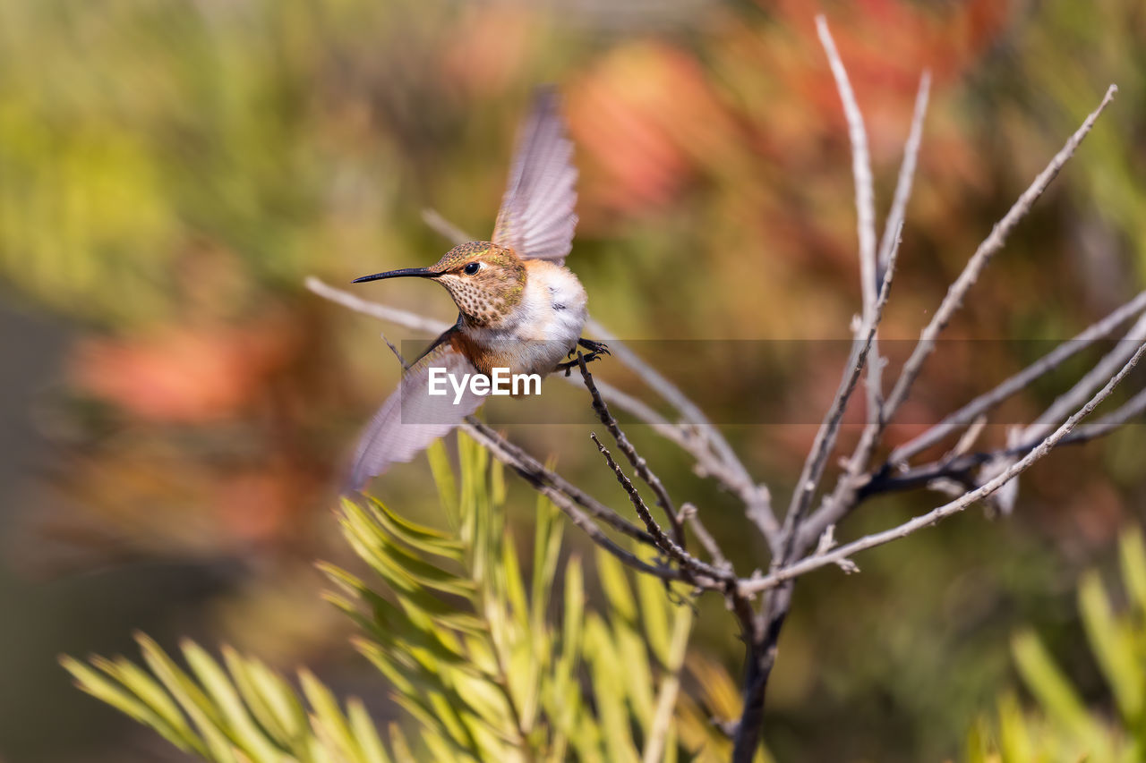 animal themes, animal, animal wildlife, wildlife, one animal, plant, bird, nature, flower, beauty in nature, insect, focus on foreground, branch, macro photography, no people, animal wing, flying, close-up, animal body part, tree, outdoors, hummingbird, day, selective focus, environment, spread wings