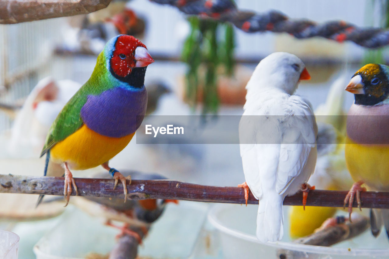 bird, animal themes, animal, animal wildlife, group of animals, beak, parrot, wildlife, pet, multi colored, perching, nature, no people, yellow, parakeet, outdoors, focus on foreground, day, close-up