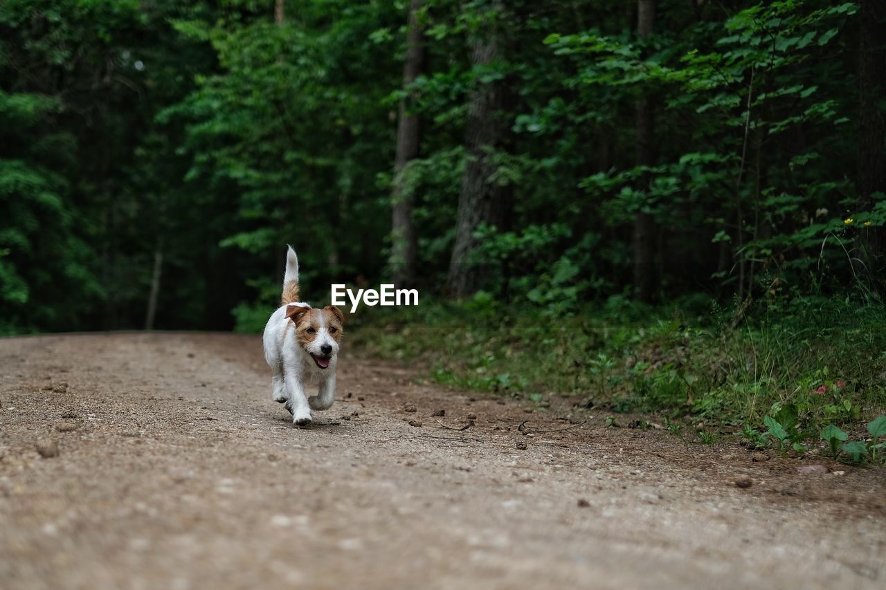 Dog running on road