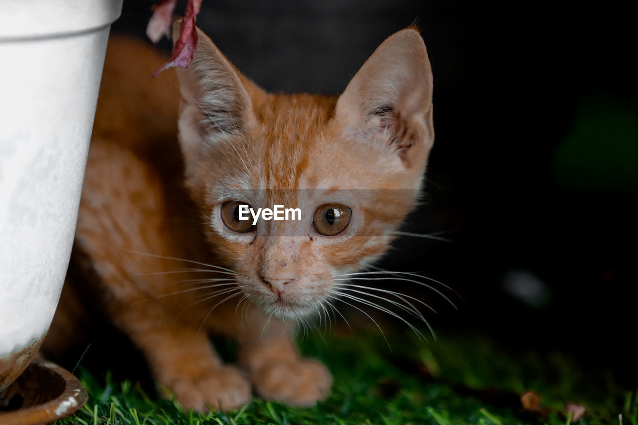 Close-up portrait of cat