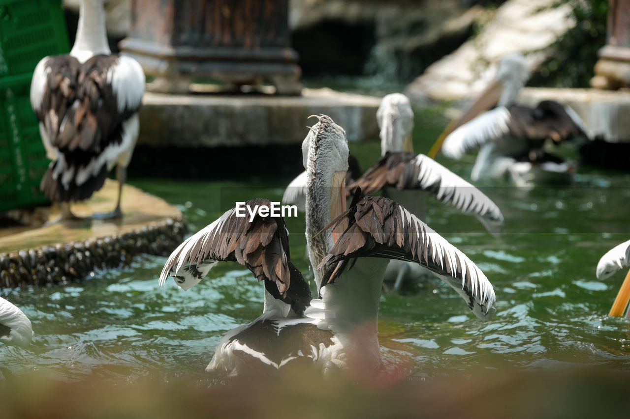 A group of pelicans on the water