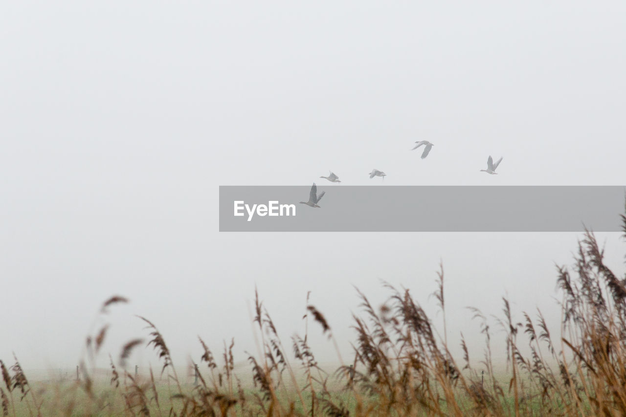 LOW ANGLE VIEW OF BIRDS FLYING IN SKY