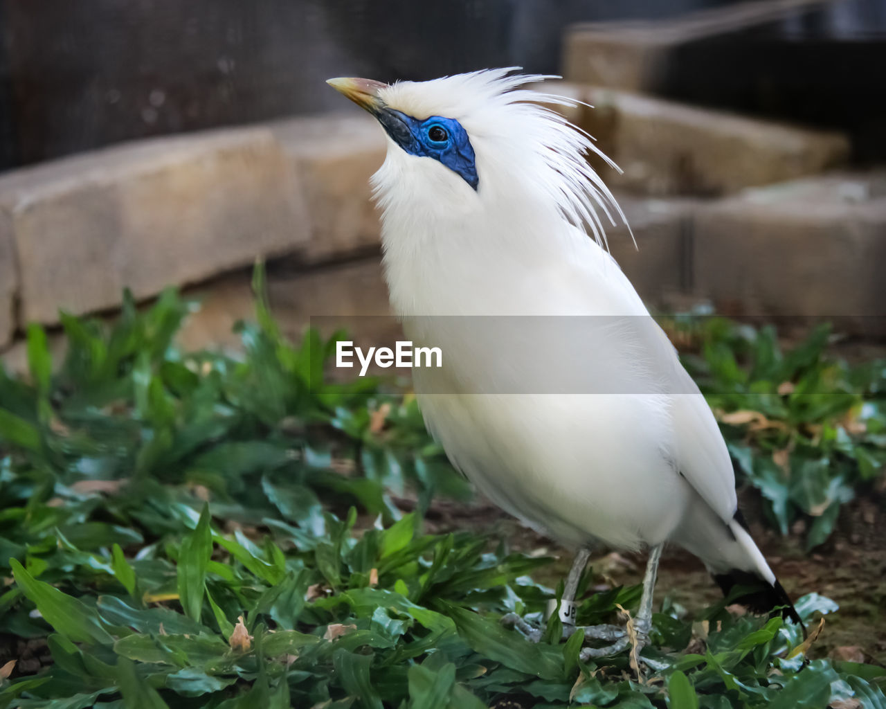 CLOSE-UP OF A BIRD ON GRASS