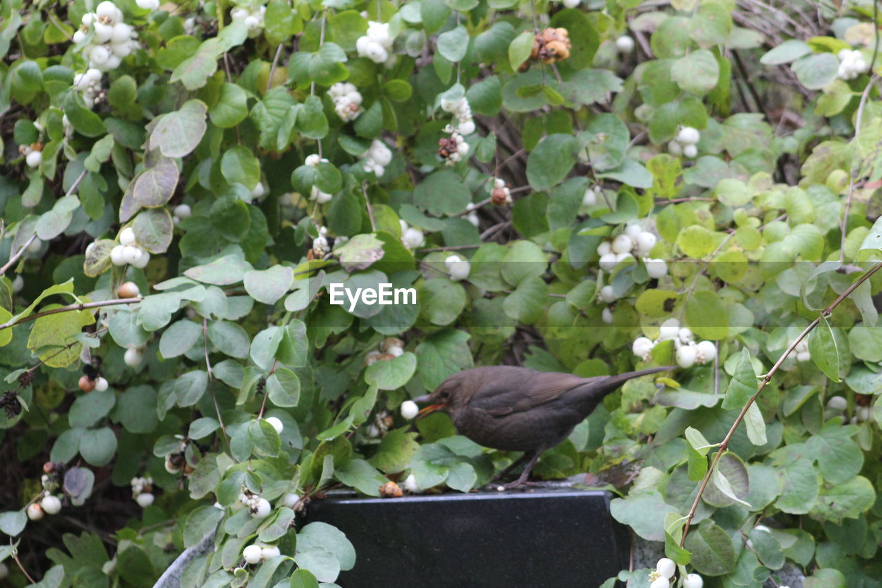 BIRD PERCHING ON PLANT
