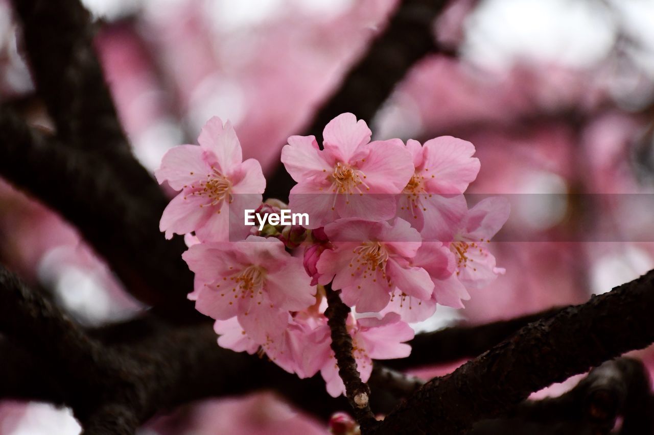 CLOSE-UP OF PINK CHERRY BLOSSOM TREE