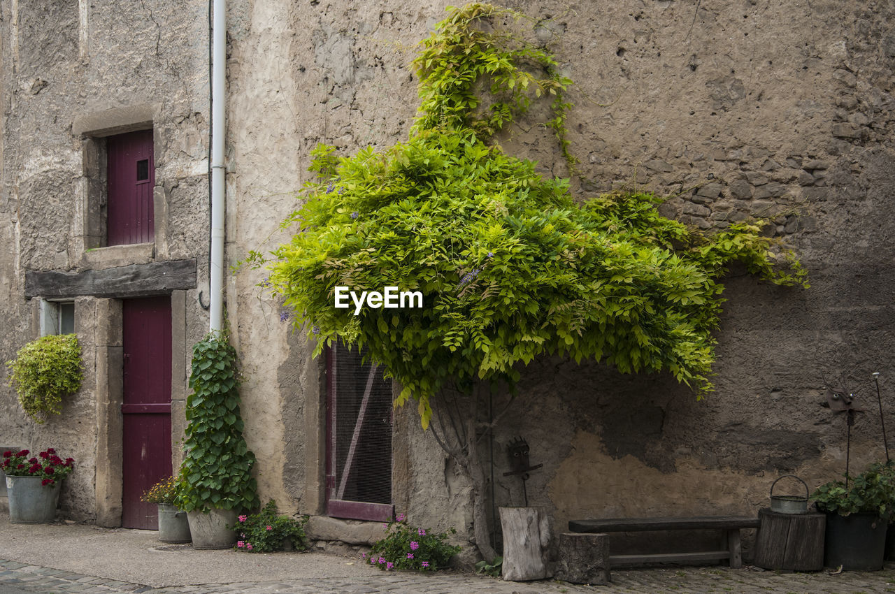 POTTED PLANTS ON BUILDING