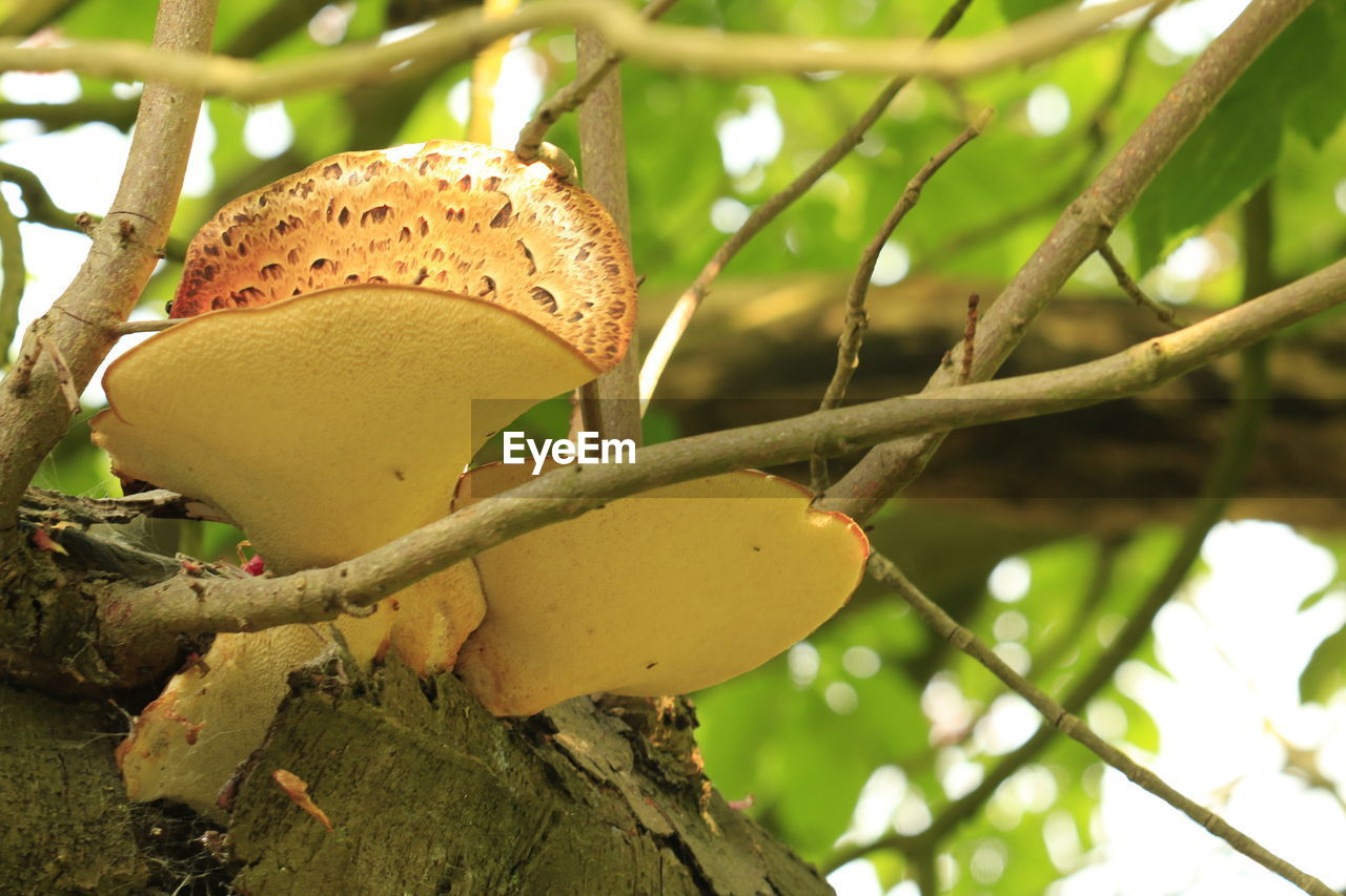 Close-up of mushroom growing on tree