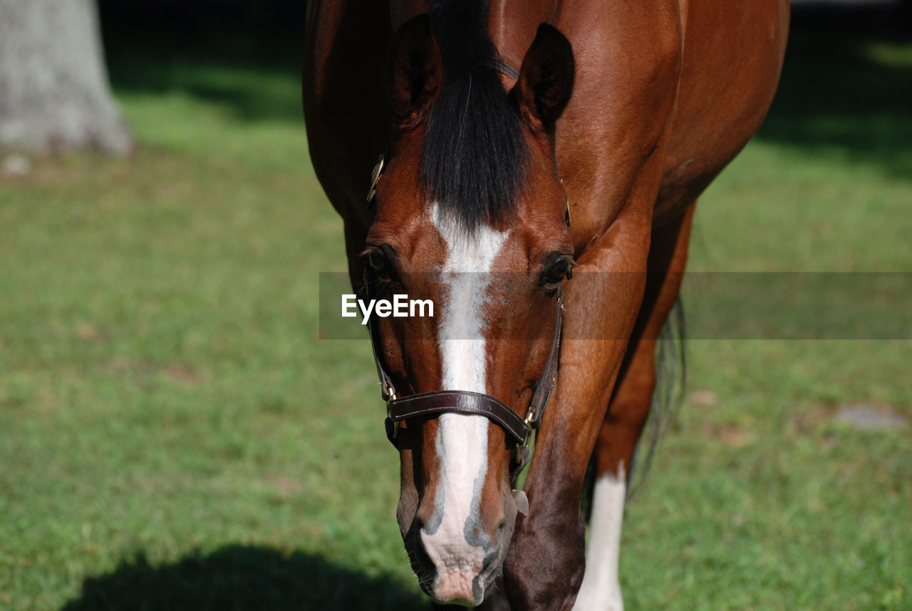 Up close and personal with a warmblood horse meandering in a field.