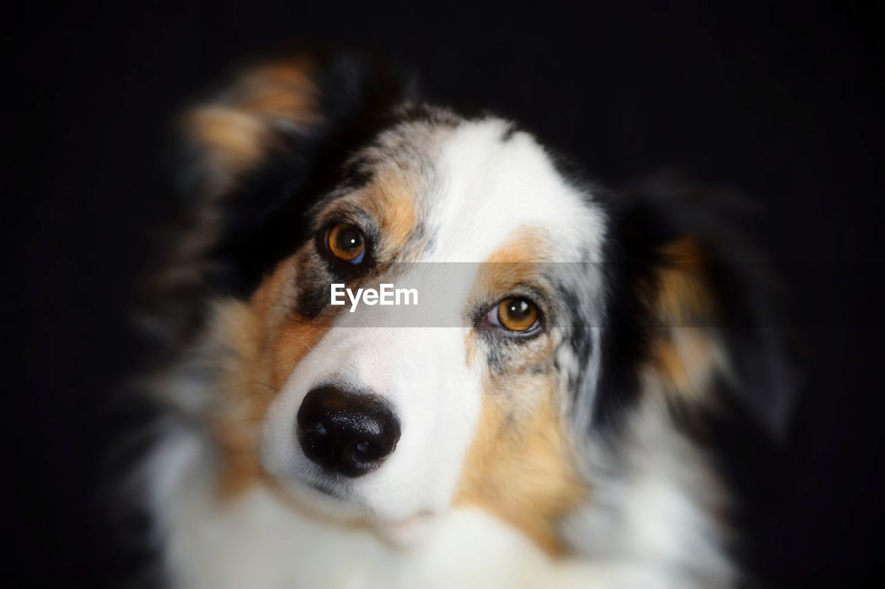 CLOSE-UP PORTRAIT OF DOG IN BLACK BACKGROUND