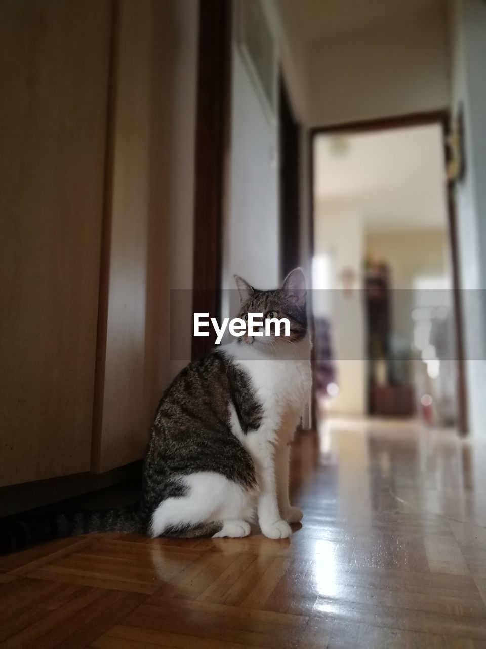 Cat sitting on wooden floor at home