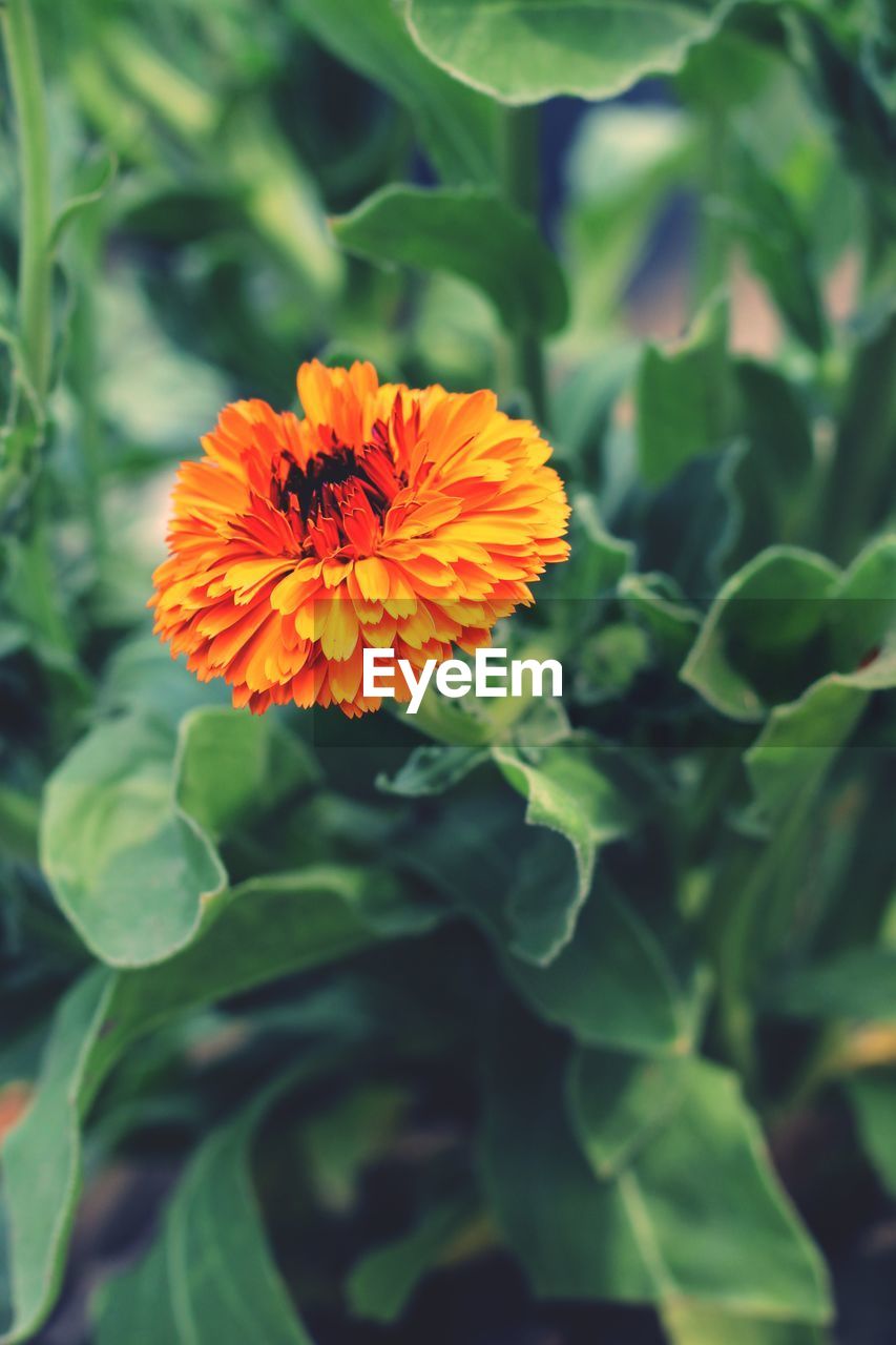 Close-up of orange flower