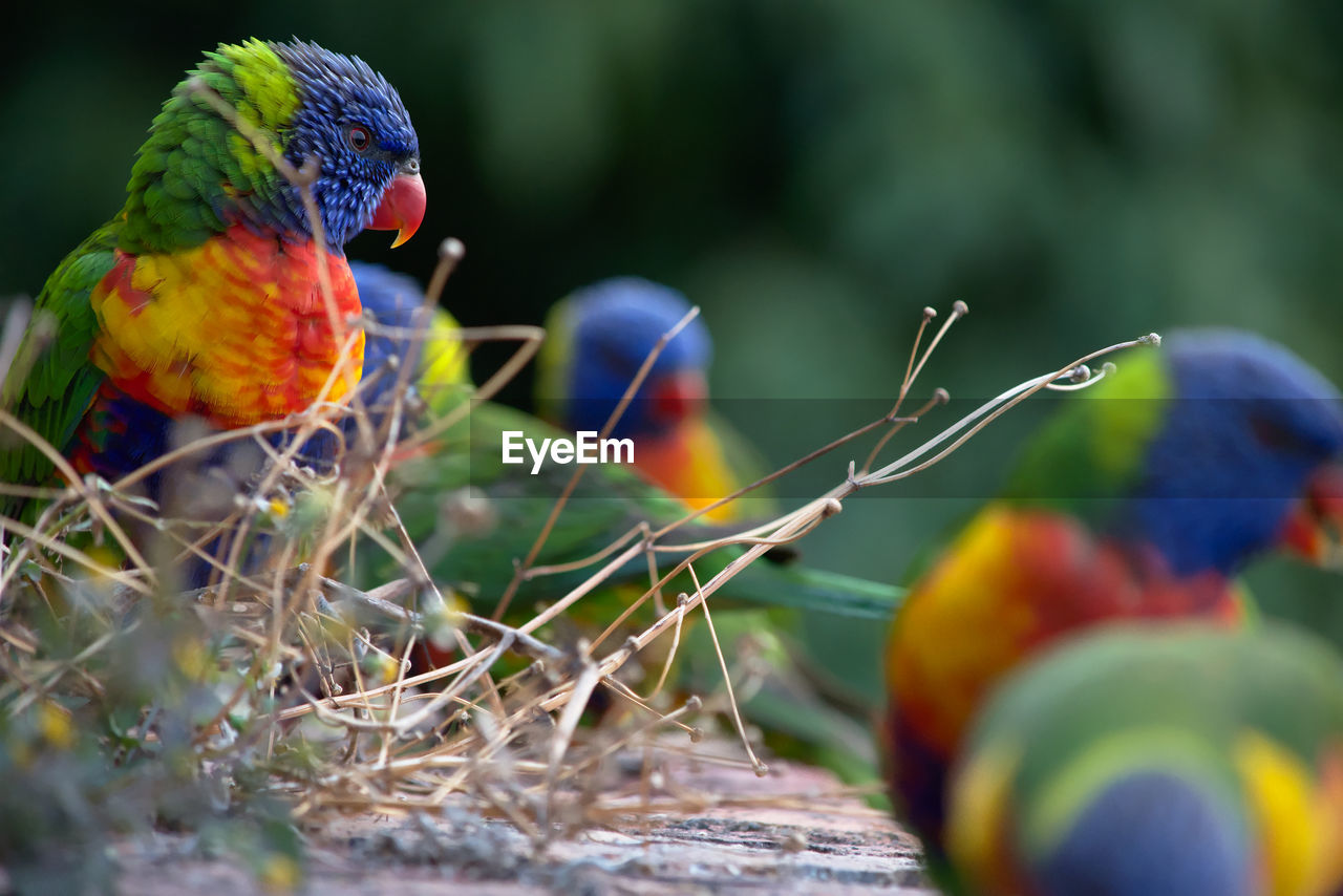 CLOSE-UP OF TWO BIRDS PERCHING ON LEAF