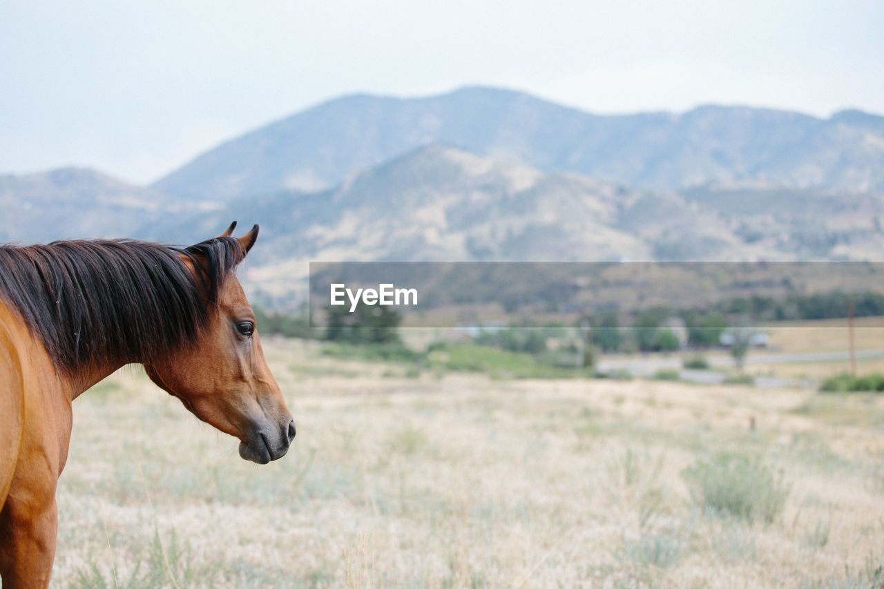 Profile of arabian horse with mountains in background
