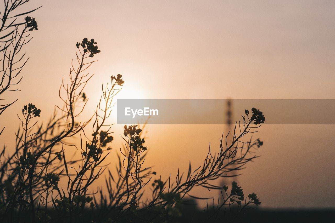 Silhouette of plants at dusk