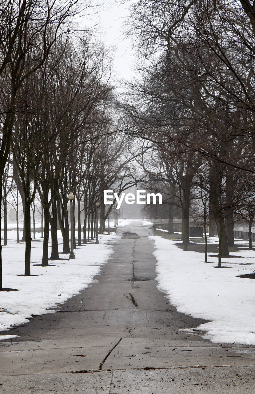 Bare trees along the city walkway through the park