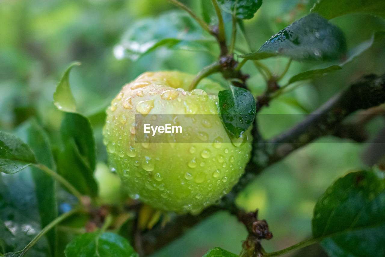 A apple on a tree with rain drops 