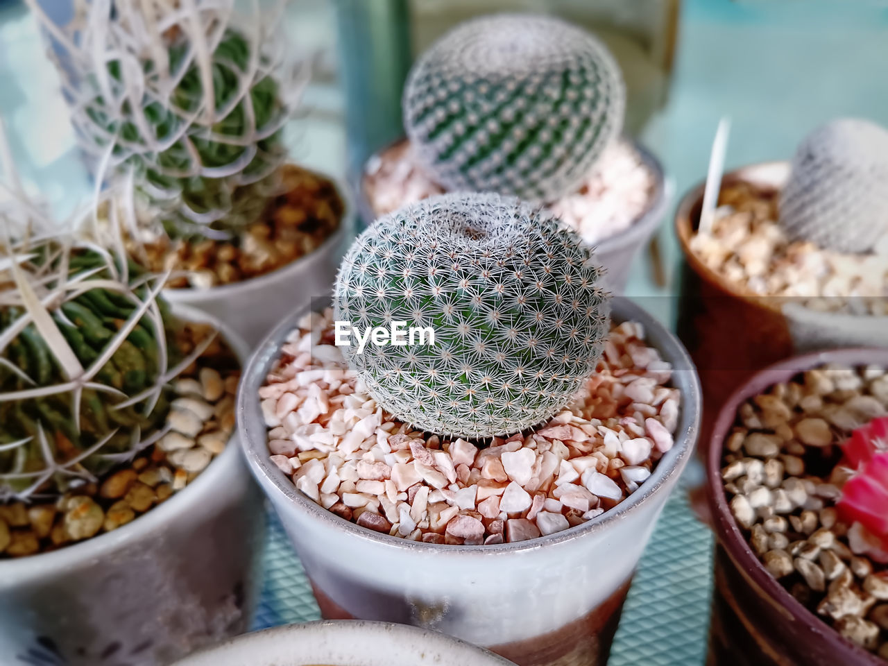 High angle view of succulent plant on table