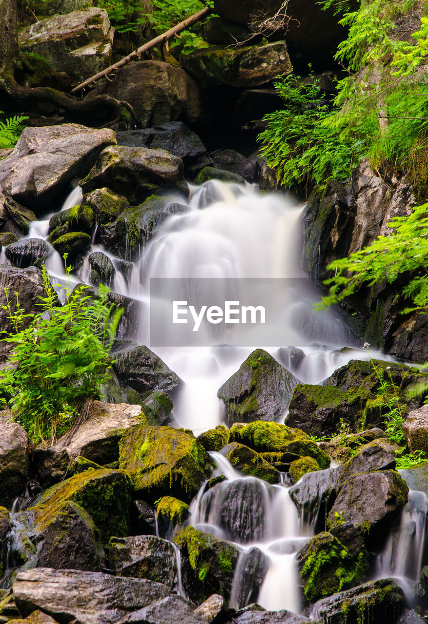 Low angle view of waterfall in forest