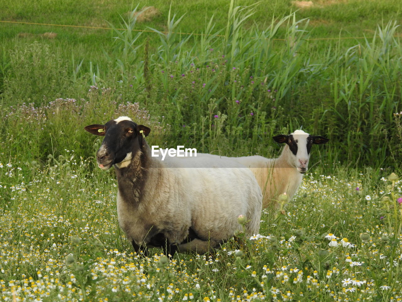 VIEW OF A SHEEP ON FIELD