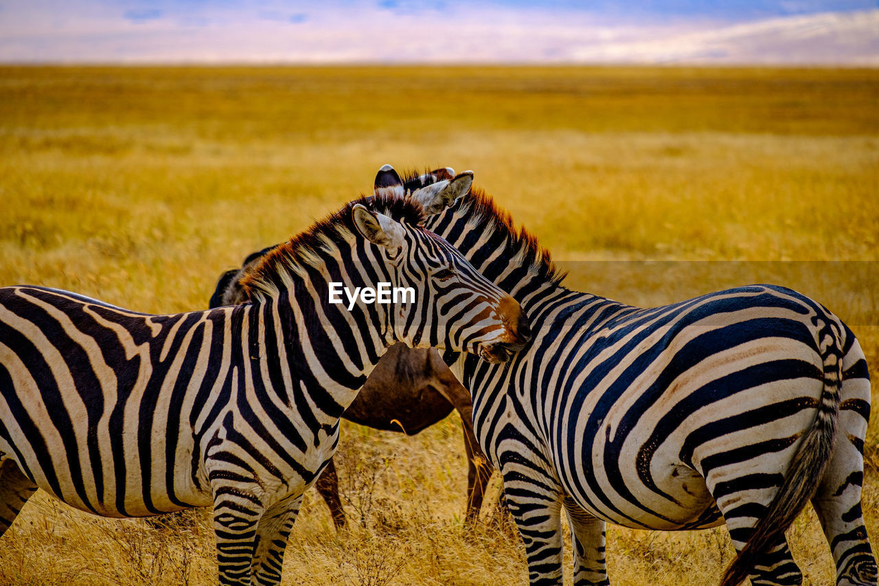 Zebras on a field